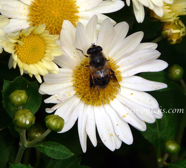 flowers@lemonicks.com
