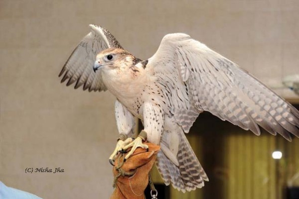 Abu Dhabi Falcon Hospital Worlds Biggest For Falcons